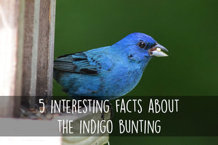  5-interesting-facts-about-the-indigo-bunting