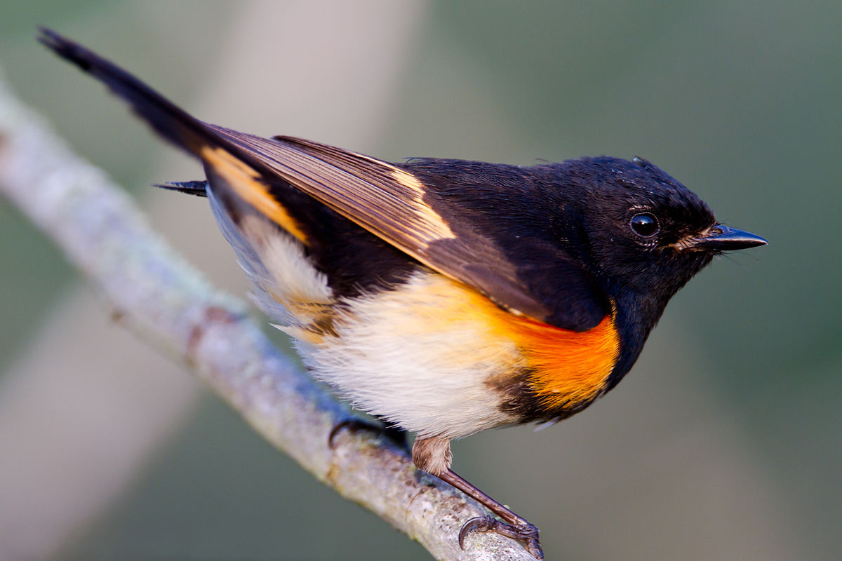 American-redstart
