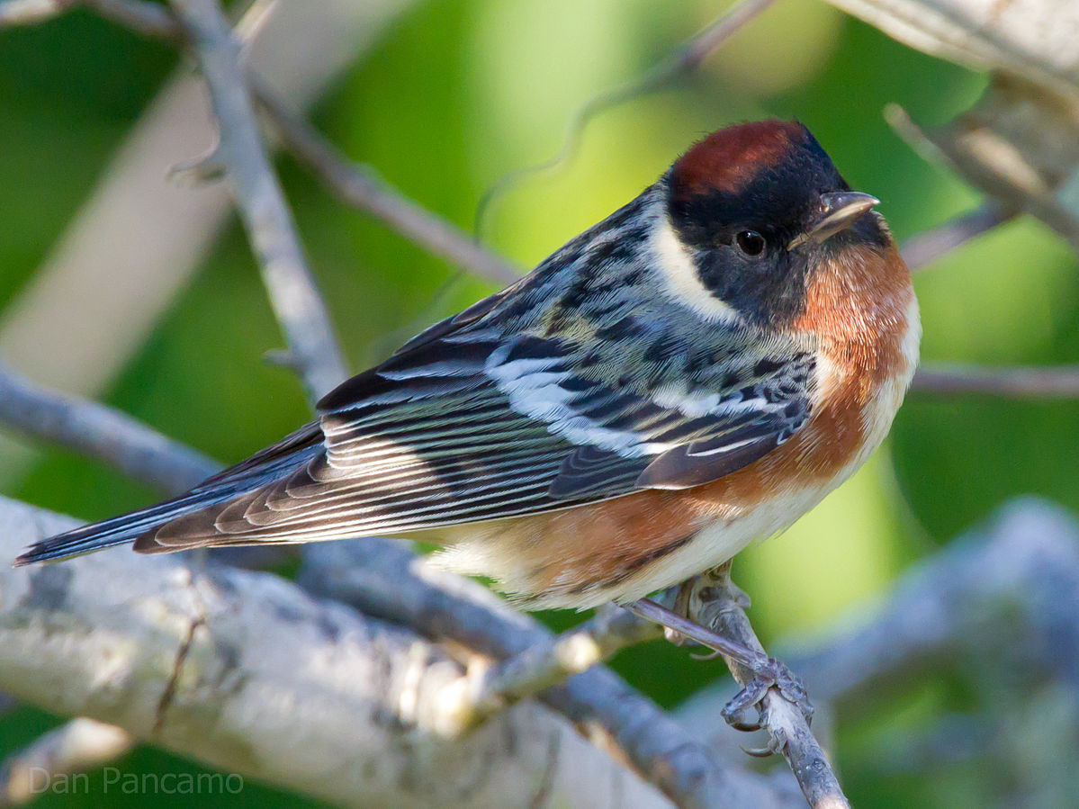 bay-breasted-warbler