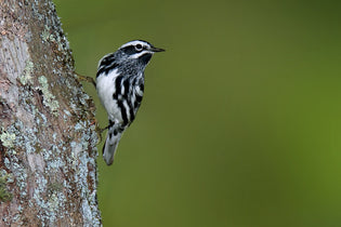  black-and-white-warbler