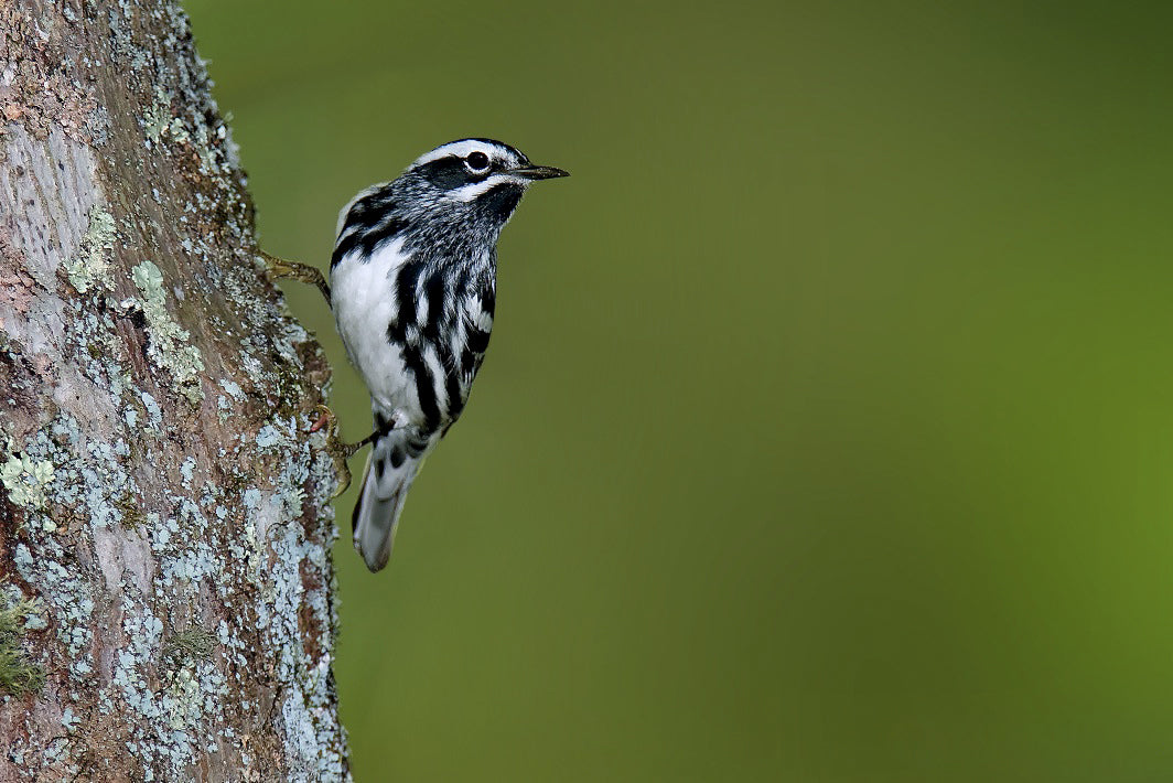black-and-white-warbler