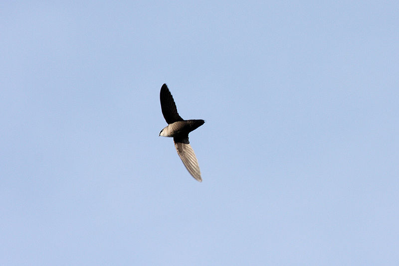 chimney-swift-in-flight