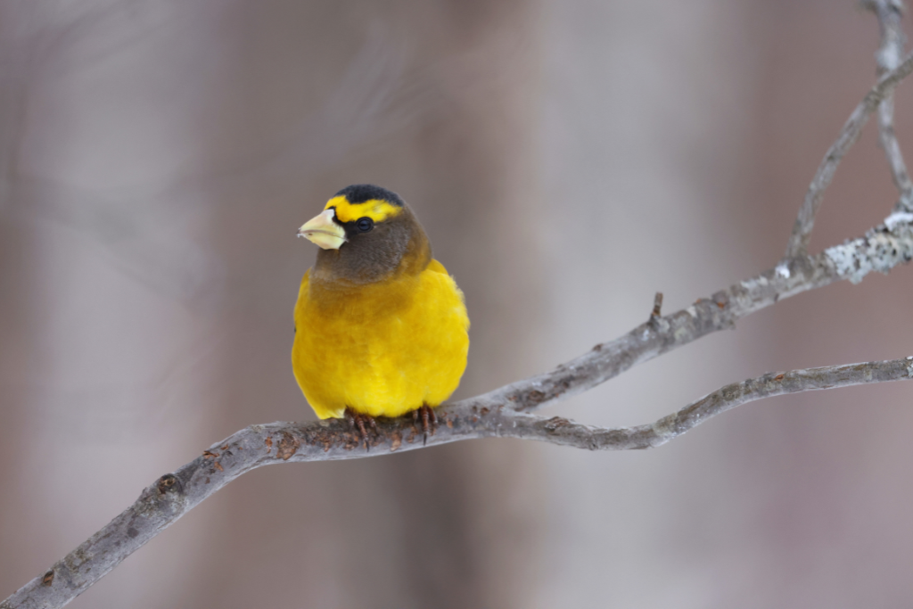 Evening Grosbeak in the winter