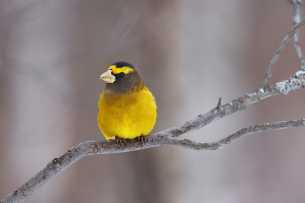 The 20222023 Winter Finch Forecast is Here! Gilligallou Bird