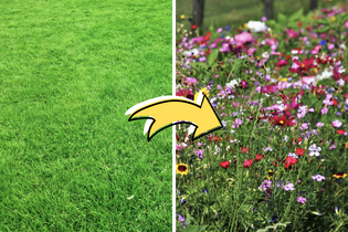  The difference between a turf lawn and a wildflower lawn