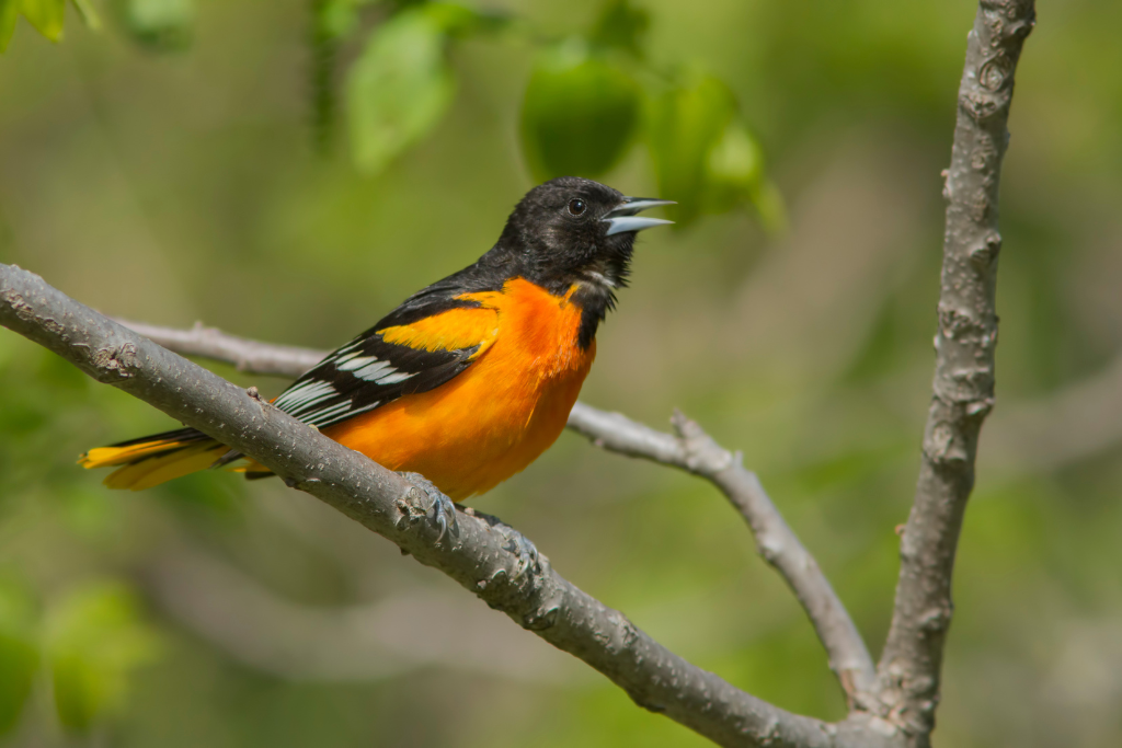 Baltimore Oriole Adult male