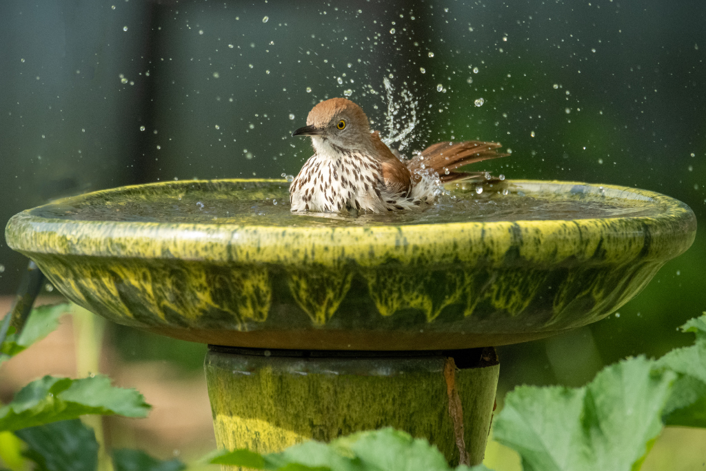 Brown bird taking a bath on a hot summer day.