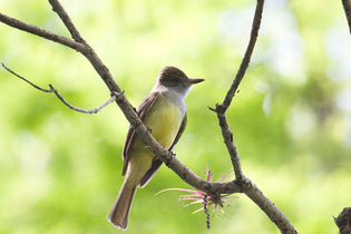  great-crested-flycatcher