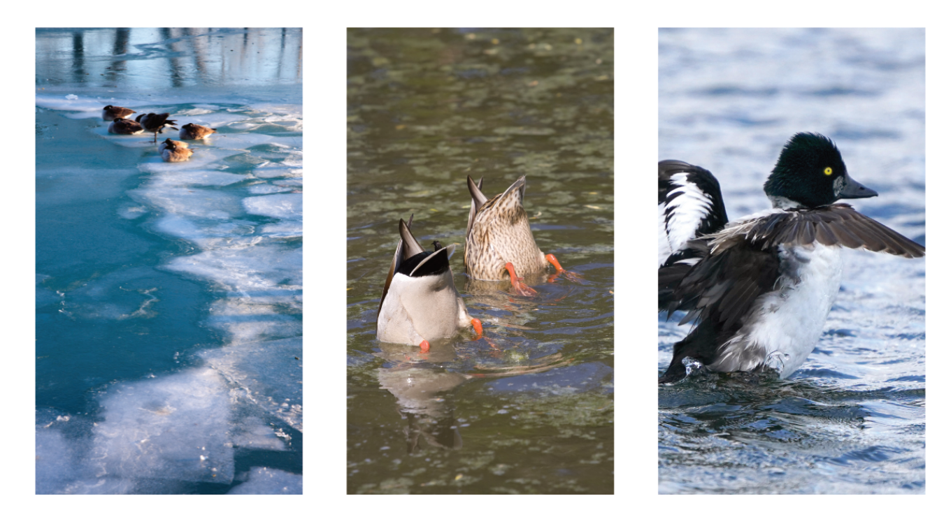 Buffleheads, common mergansers, hooded mergansers ducks diving for food in the winter and summer