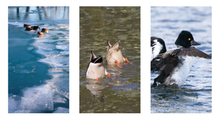  Buffleheads, common mergansers, hooded mergansers ducks diving for food in the winter and summer