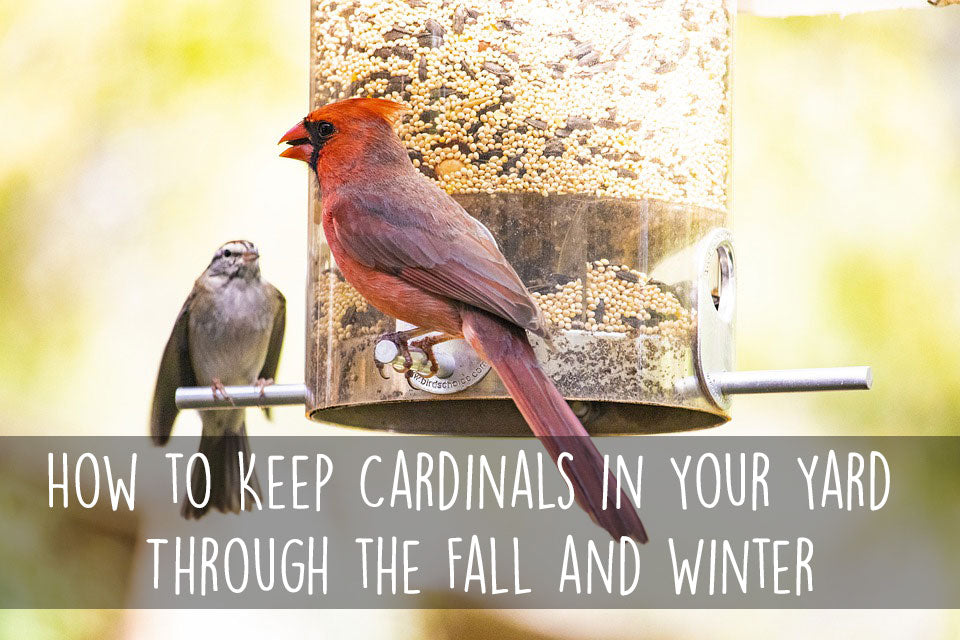 how-to-keep-cardinals-in-your-yard-through-the-winter