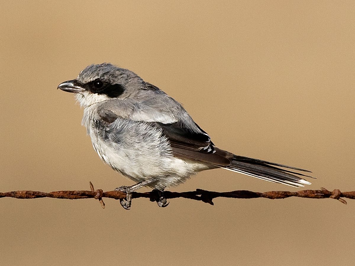 loggerhead-shrike-molting