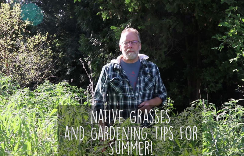 Why Native Grasses and Gardens Matter
