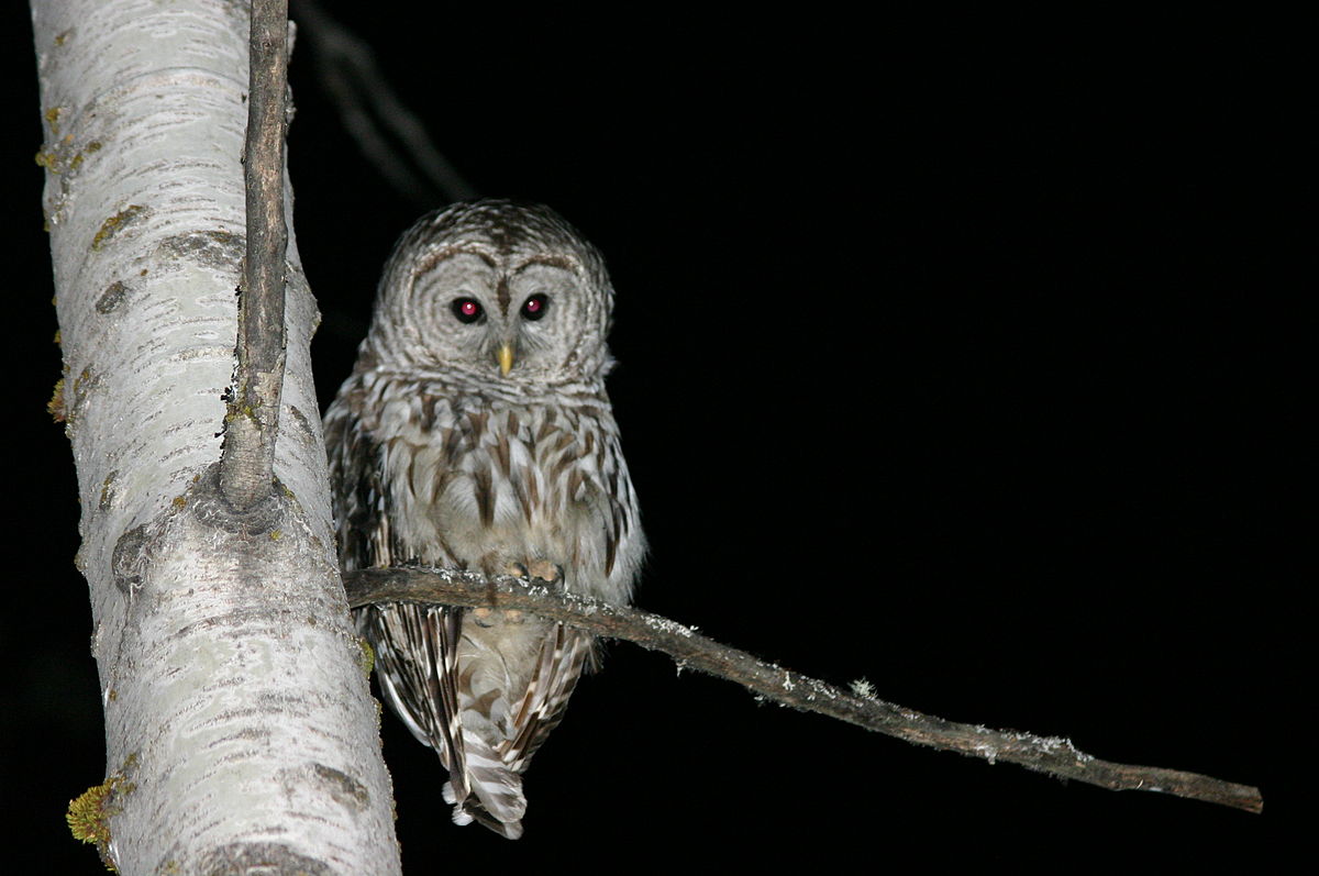 owl-at-night