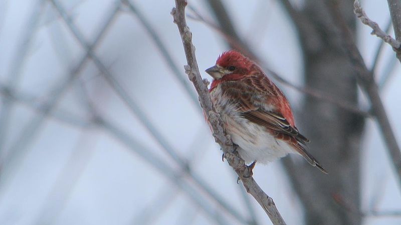 purple-finch-perched