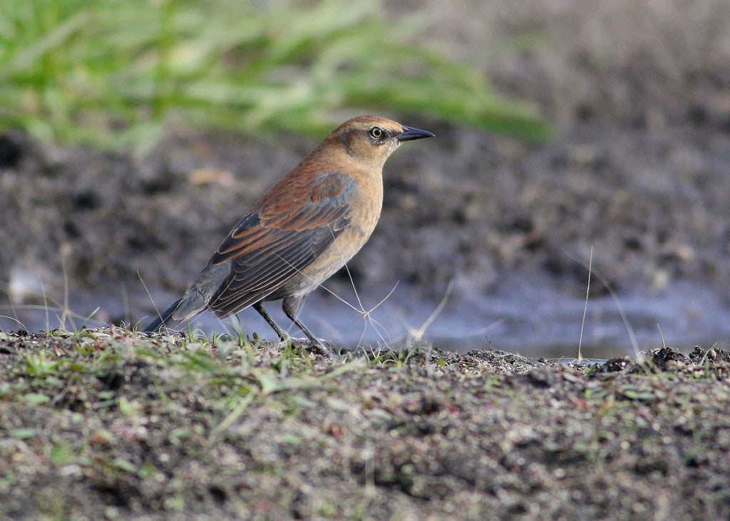 rusty-blackbird