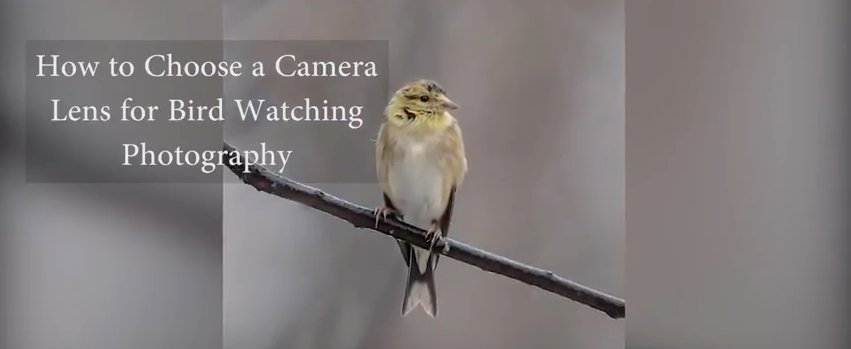choosing-a-lens-for-wildlife-photography