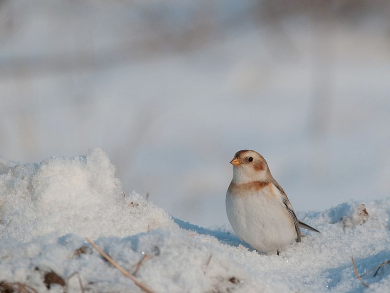 snow-bunting-in-snow
