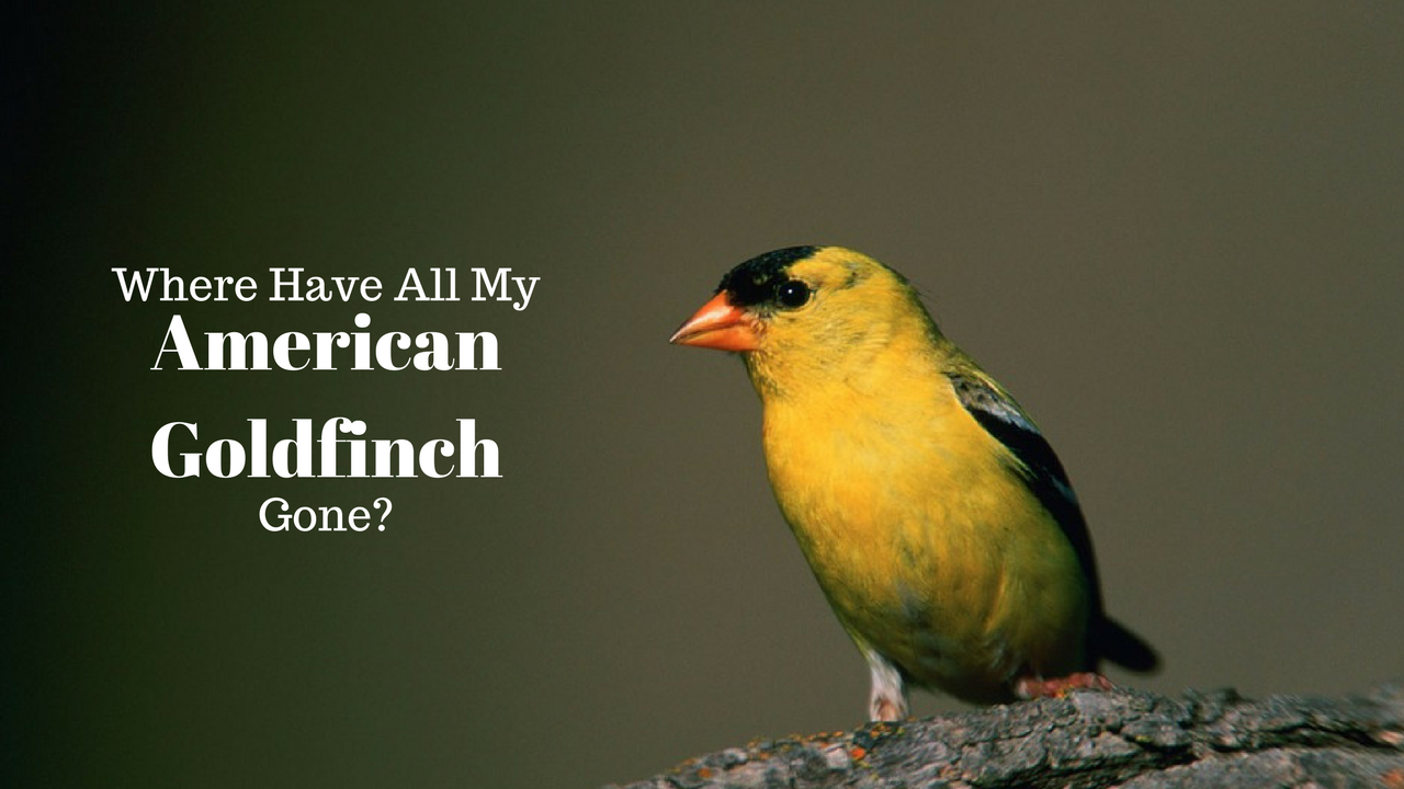 american-goldfinch-in-summer