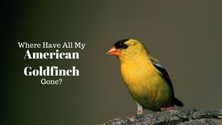  american-goldfinch-in-summer