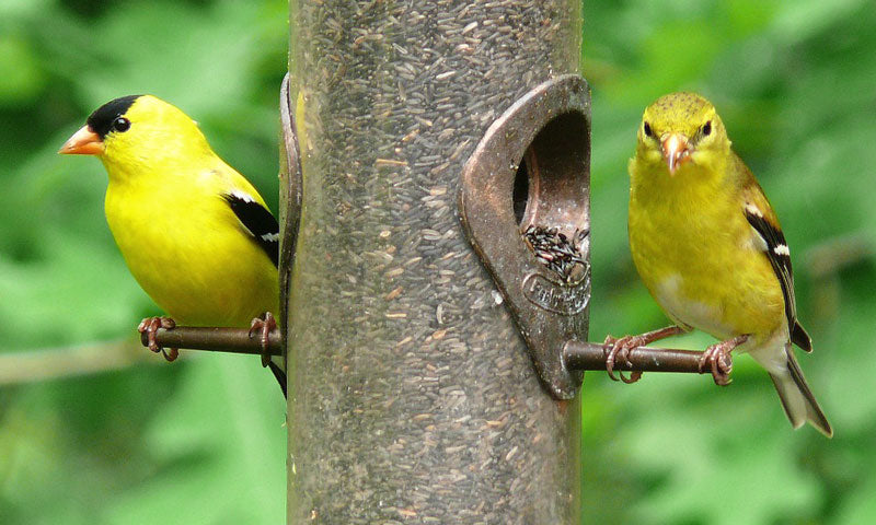 american-goldfinch-on-feeer