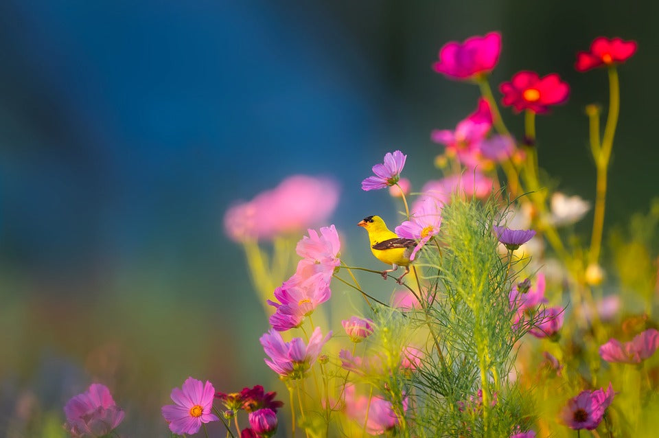 american-goldfinch-in-summer