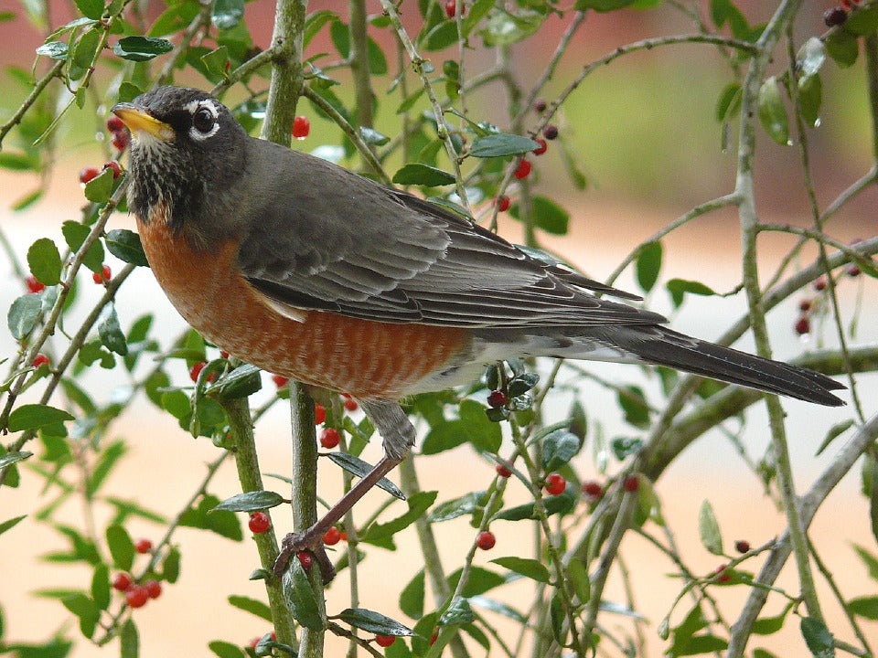 american-robin-in-spring