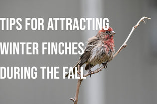  attracting-finches-in-fall