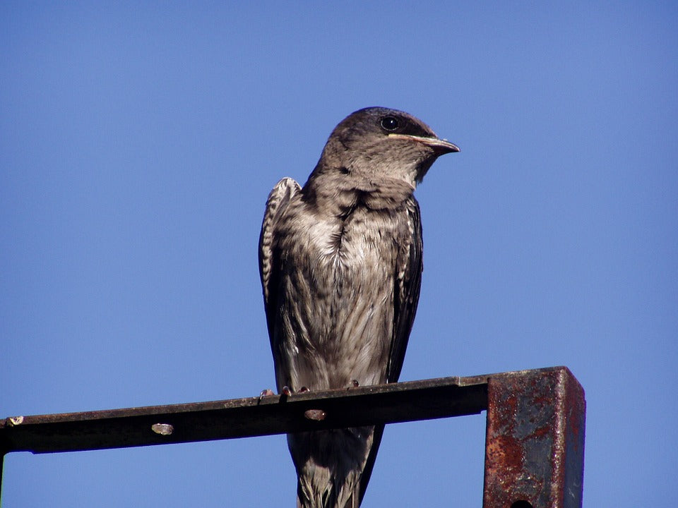 baby-purple-martin