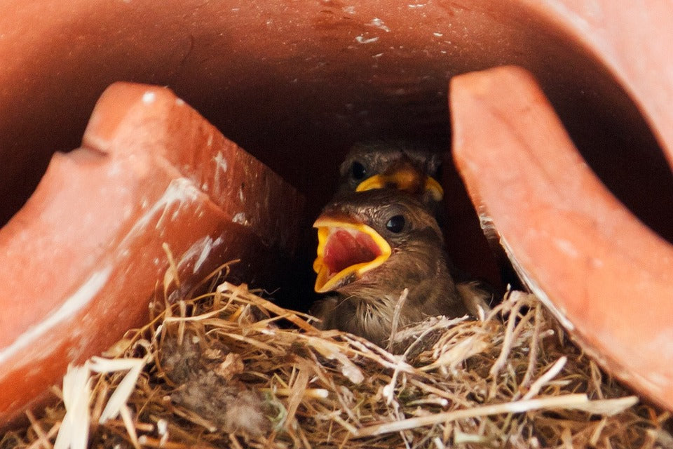baby-sparrows-in-the-nest