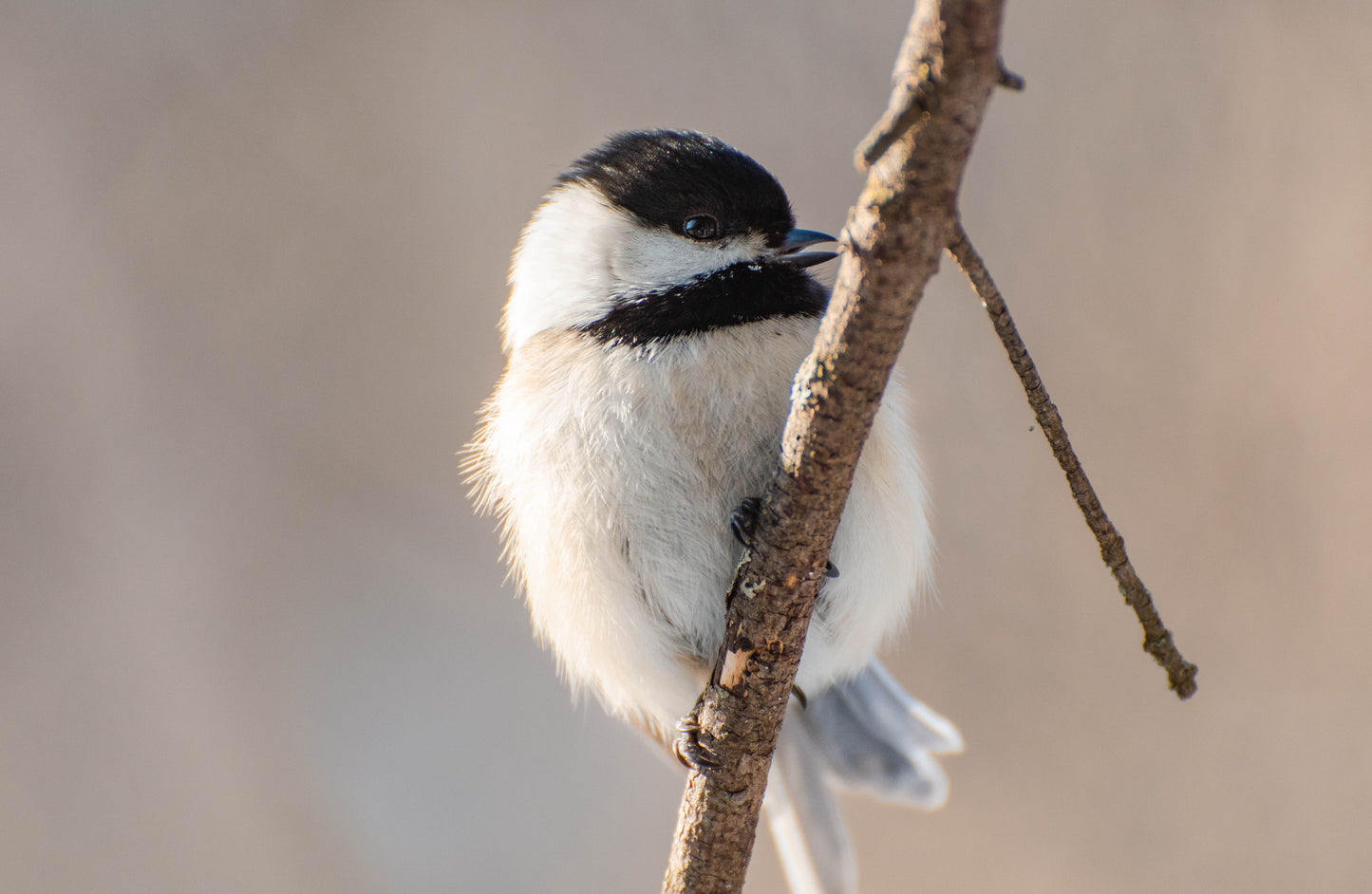 Getting Kids Into Birding During School Closure