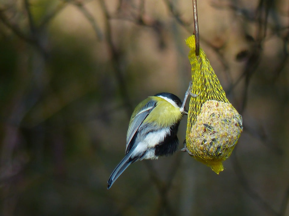 large-bird-feeding