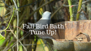  bird-bath-in-fall