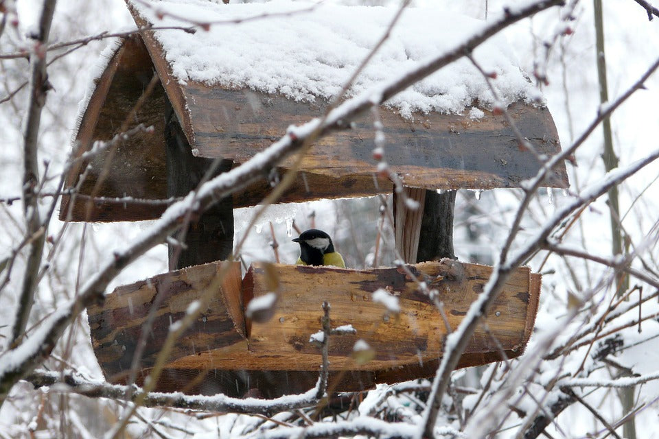 bird-feeder-in-winter