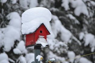  bird-house-in-the-snow