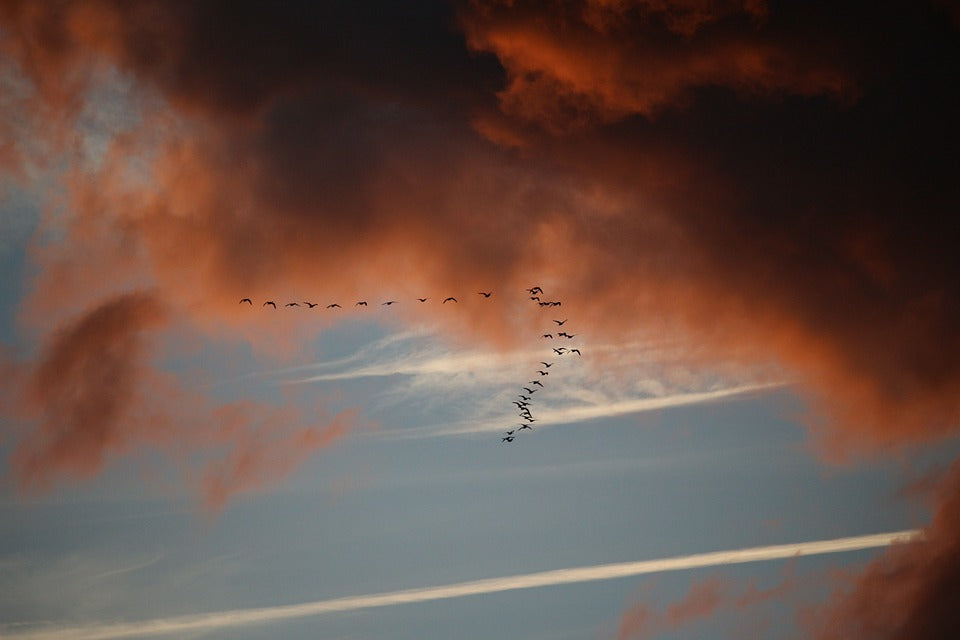 bird-migration-in-flight