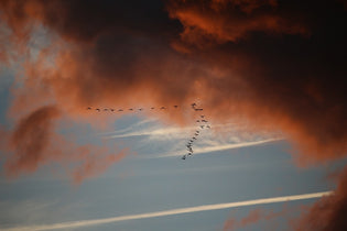  bird-migration-in-the-sky