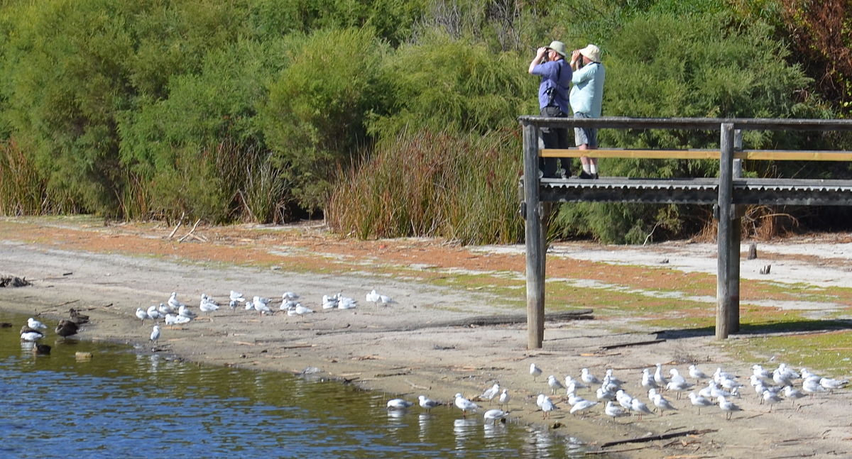 people-bird-watching