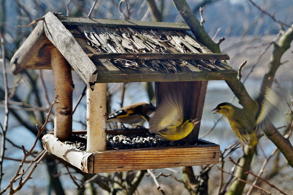 birds-at-platform-feeder