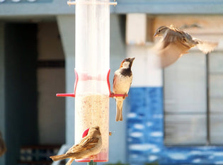  birds-on-empy-feeder