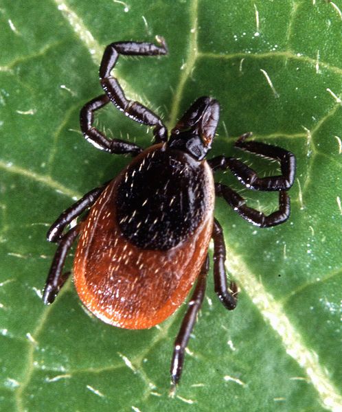 black-legged-tick-ontario