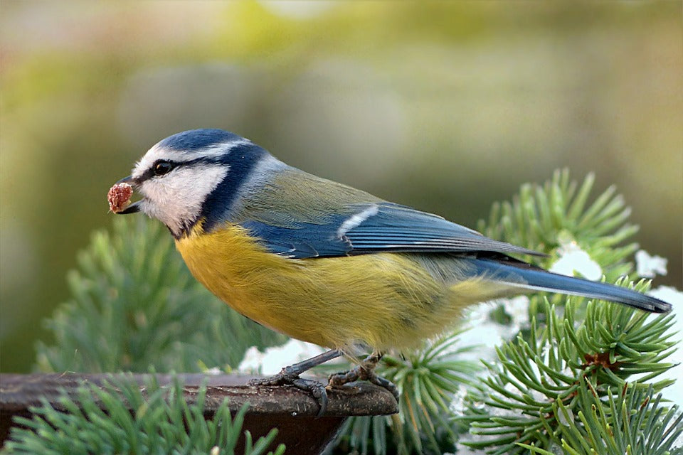 blue-tit-in-winter
