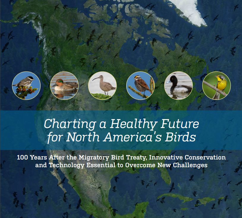 Report from Boreal Songbird Initiative Indicates Migrating Birds Need More Protection