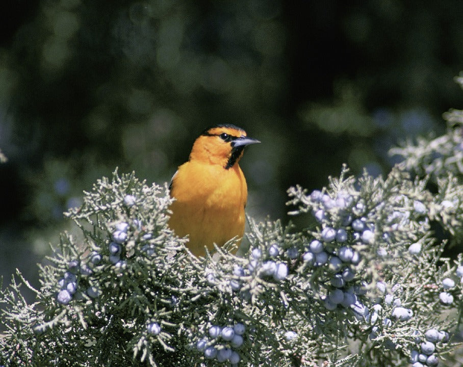 bullocks-oriole