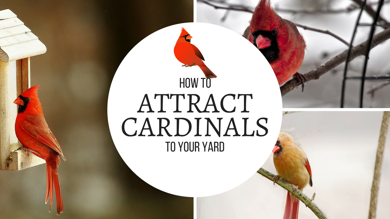 how-to-attract-cardinals