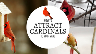  how-to-attract-cardinals