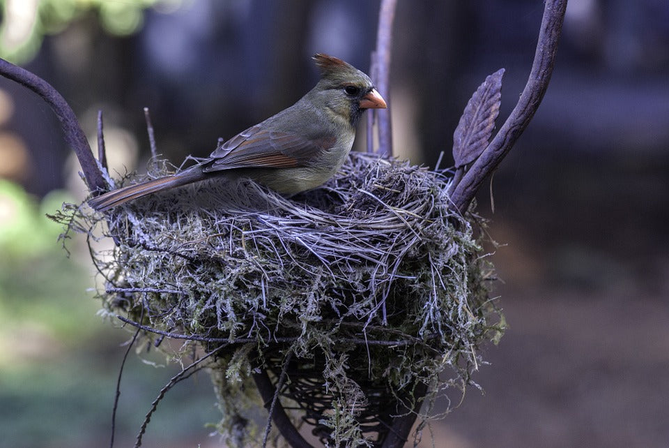 female-cardinal-on-nest
