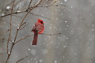  Red male cardinal in the winter