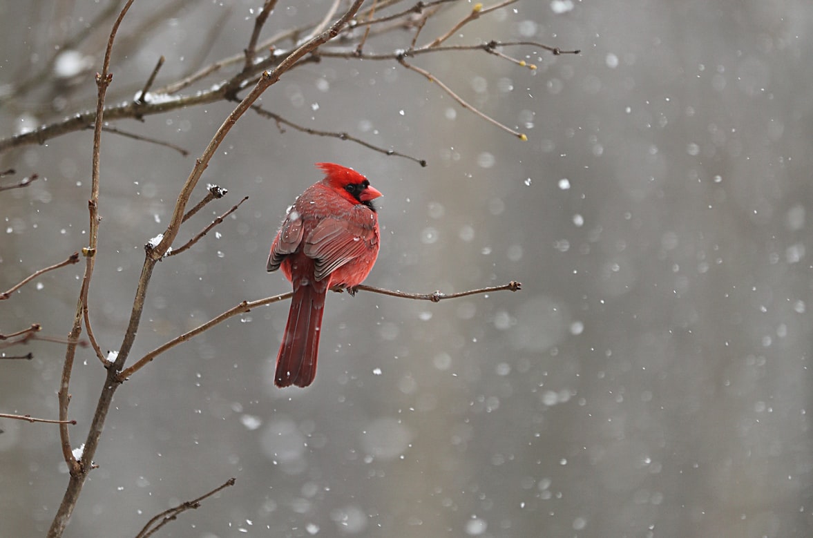 Red male cardinal in the winter