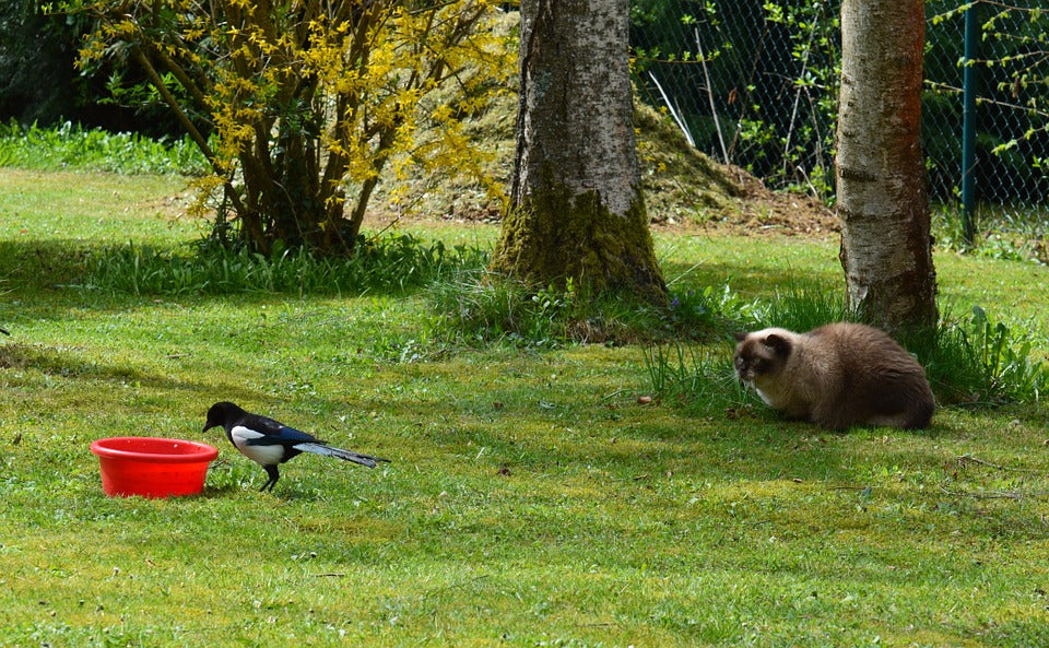 cat-ready-to-pounce-on-bird